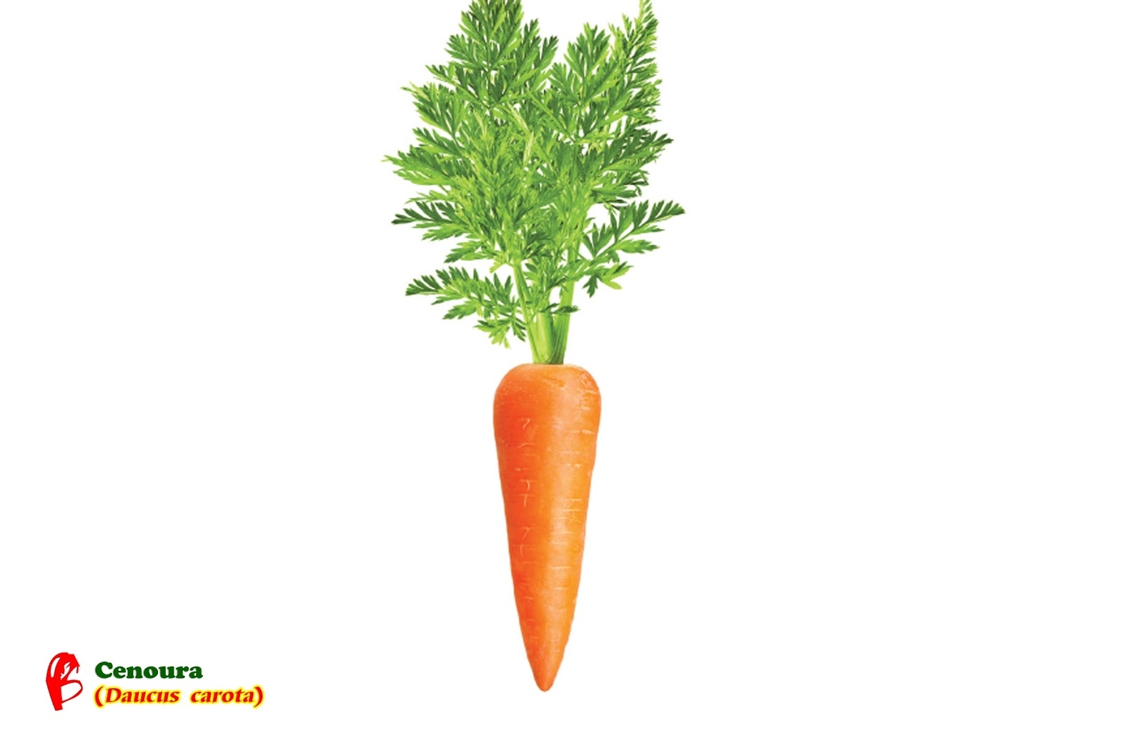Ботва моркови